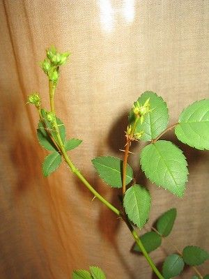 ミニバラ・・種から開花まで・・・1年で咲いちゃった・・ 花芽が・・