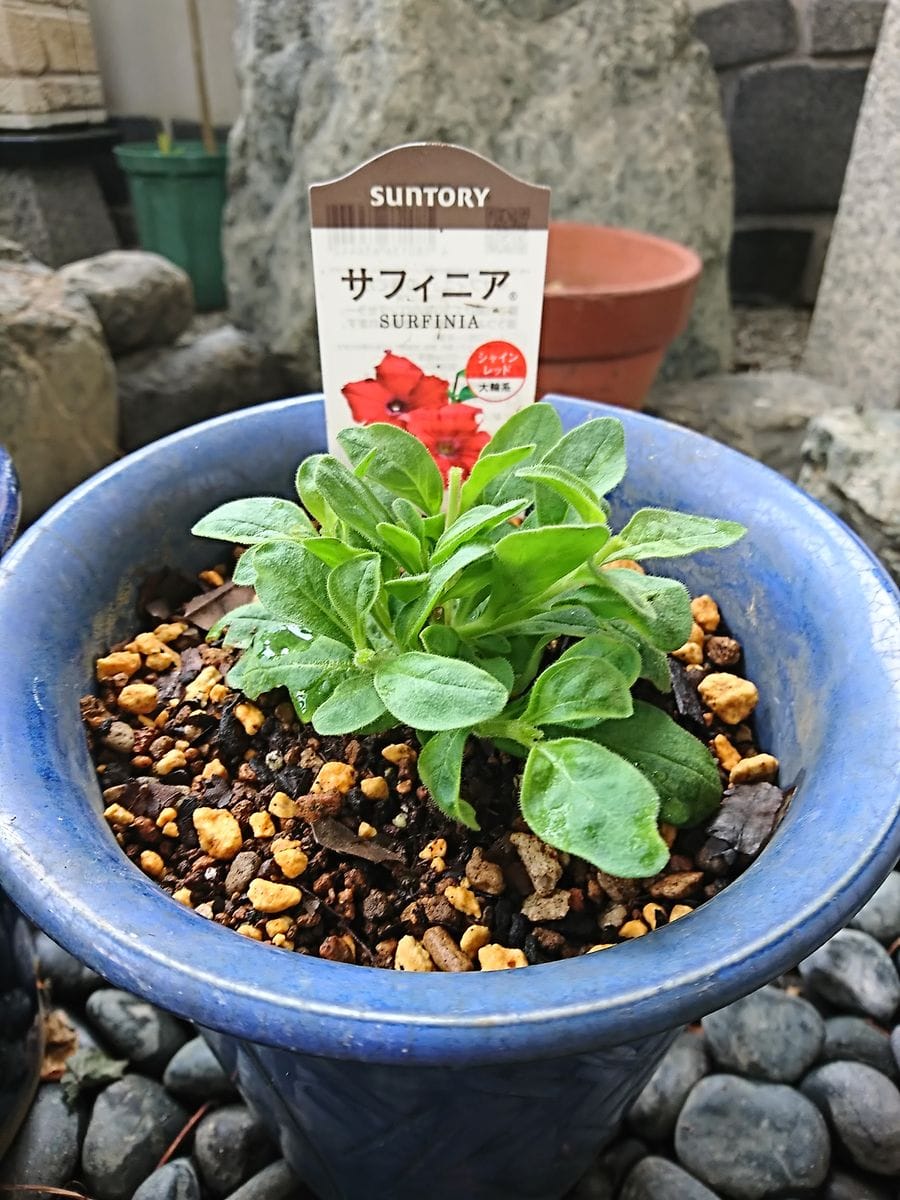 プレゼント企画 当選😃✌️  2鉢いただきました。 植え付け終了