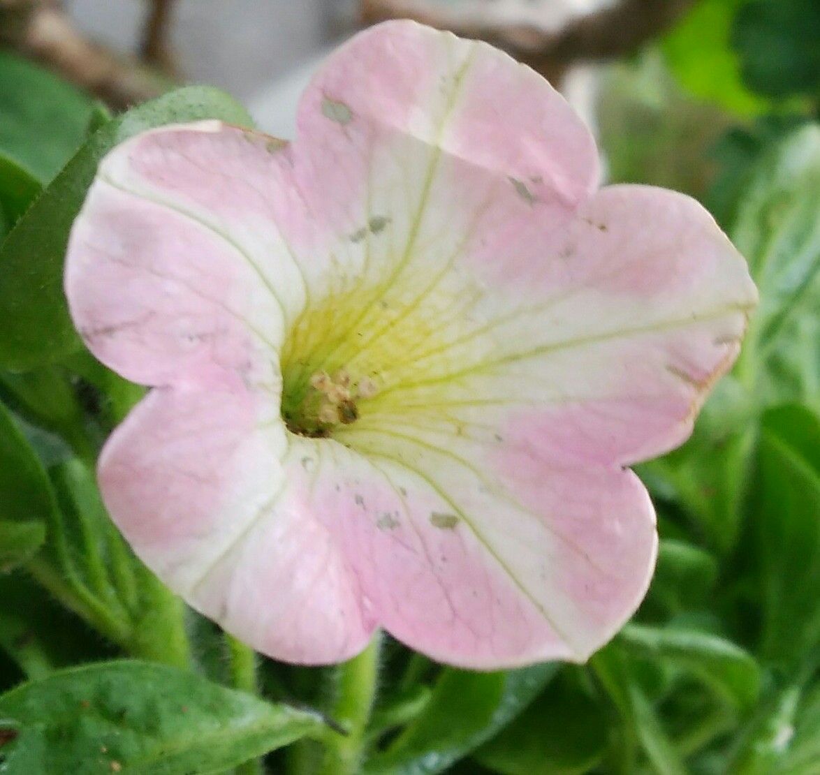 💗色ハートをモリモリ咲かせたぁーいヽ(´▽`*)ノ💕 4月4日お花が1輪咲いてます