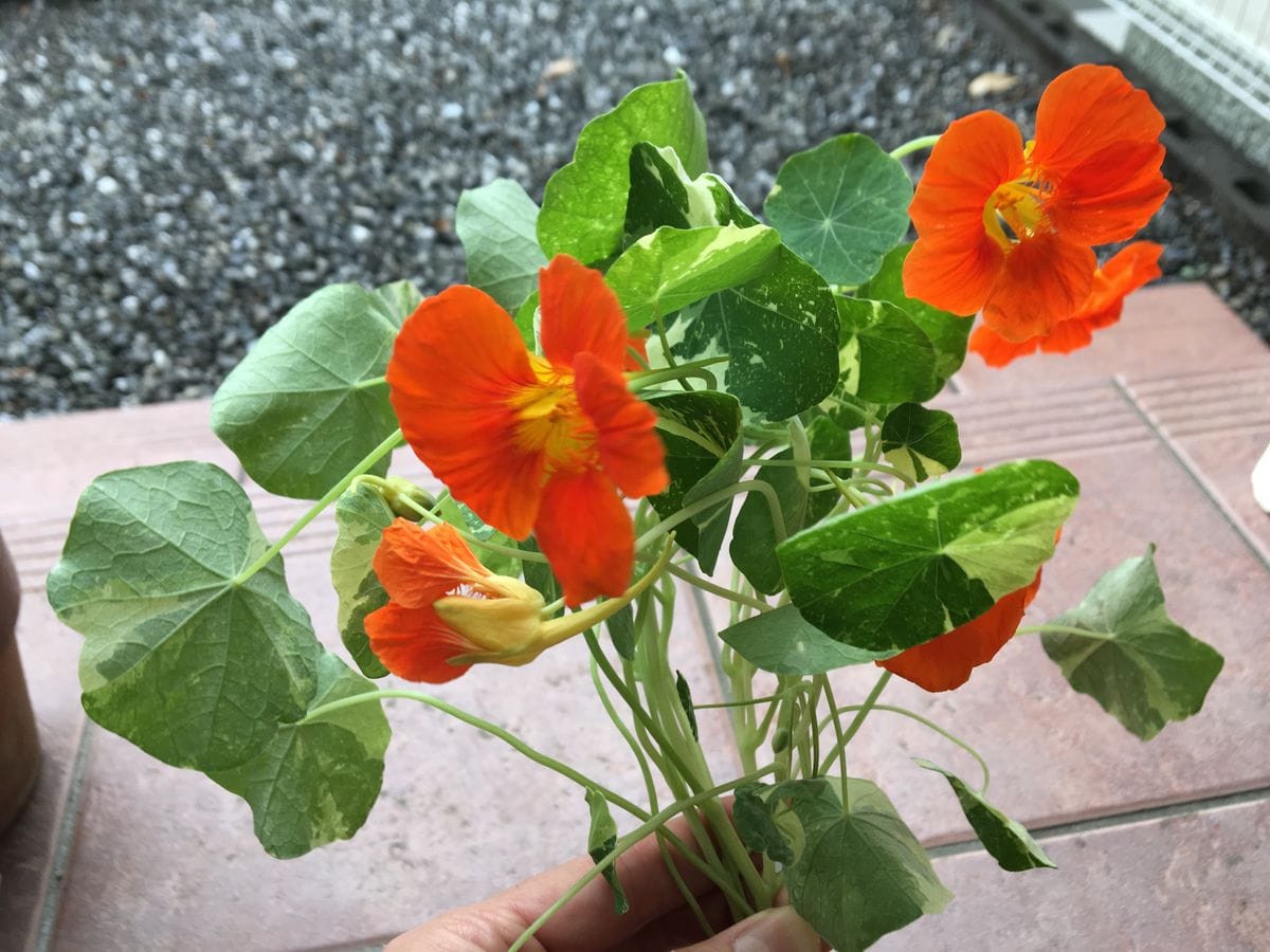 ビタミンカラーの花と可愛い丸い葉で夏の庭を元気にする❣️花チャレンジとその後 2019/6/9 あ〜茎が折れちゃったよ