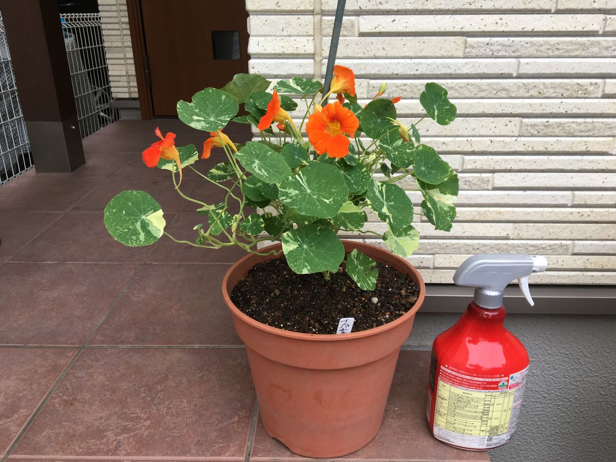 ビタミンカラーの花と可愛い丸い葉で夏の庭を元気にする❣️花チャレンジとその後 2019/6/10 頑張れナスタ❣️