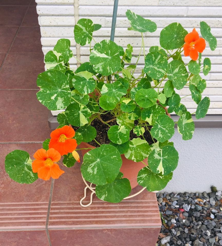 ビタミンカラーの花と可愛い丸い葉で夏の庭を元気にする❣️花チャレンジとその後 2019/6/20 悩みどころ