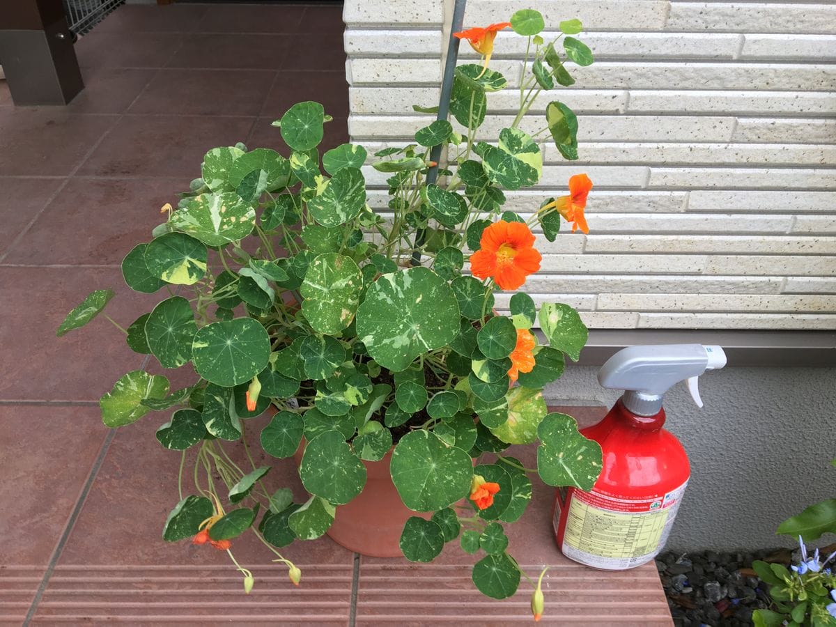 ビタミンカラーの花と可愛い丸い葉で夏の庭を元気にする❣️花チャレンジとその後 2019/7/1 全体像