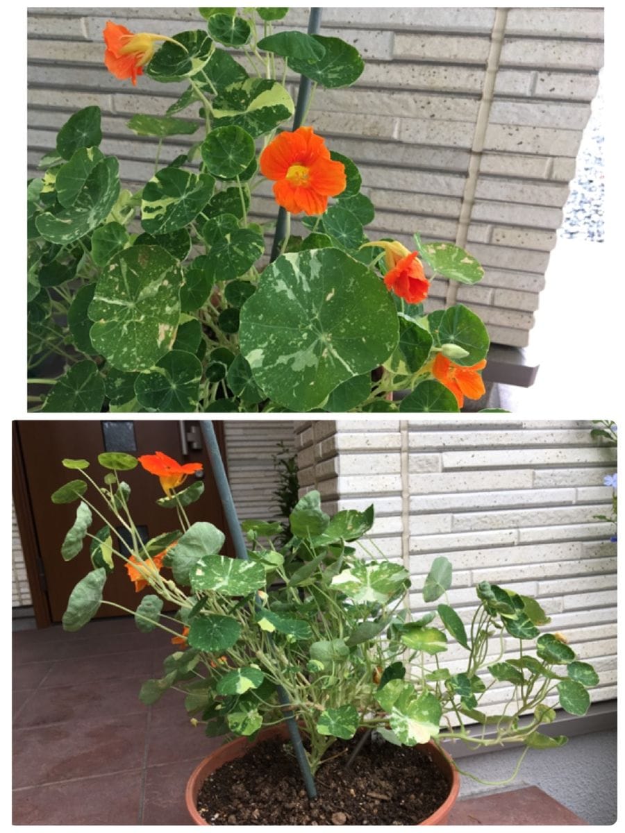 ビタミンカラーの花と可愛い丸い葉で夏の庭を元気にする❣️花チャレンジとその後 2019/7/1 再び開花