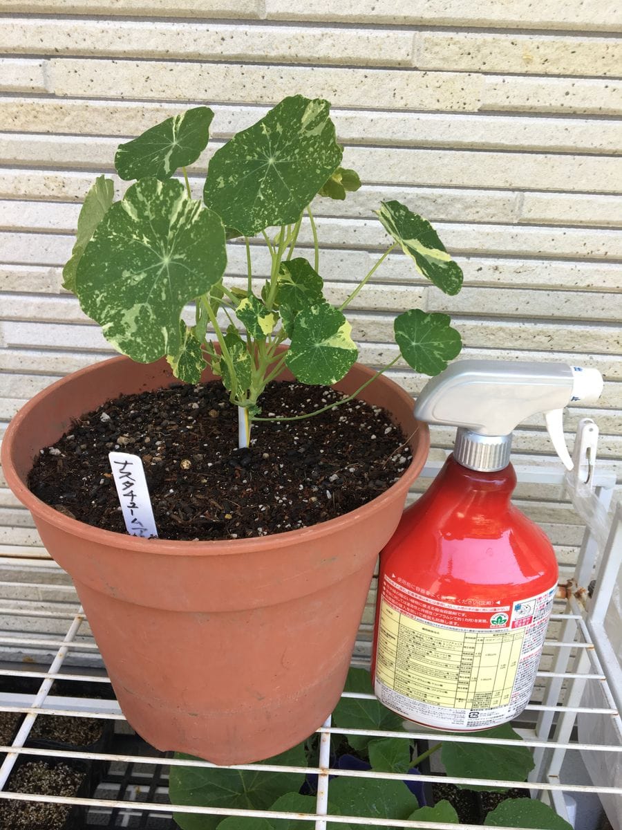 ビタミンカラーの花と可愛い丸い葉で夏の庭を元気にする❣️花チャレンジとその後 2019/5/17 鉢増し