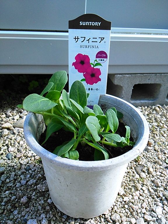 花チャレ｢サファニア｣花を咲かせたい 栽培スタート