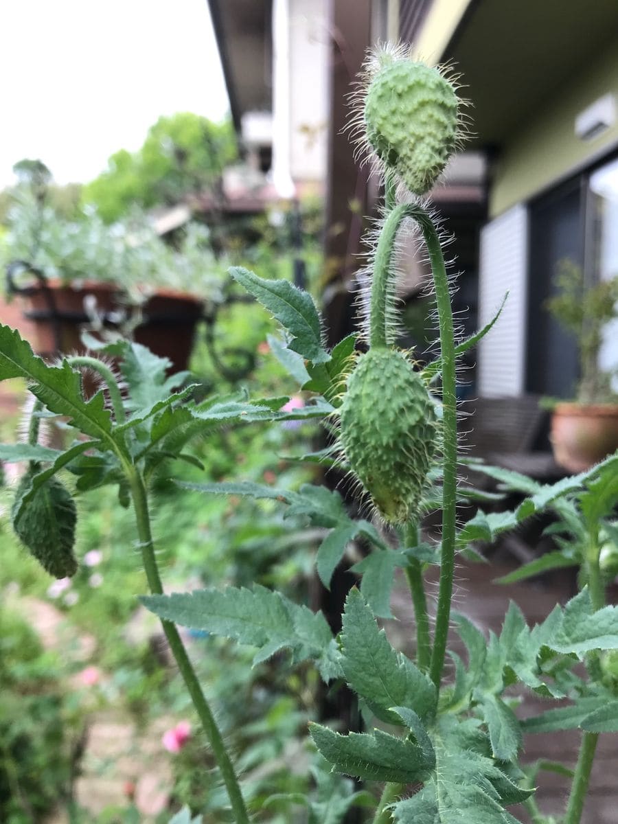 綺麗なポピーが咲きますように。 蕾のふくらみが大きくなっています。