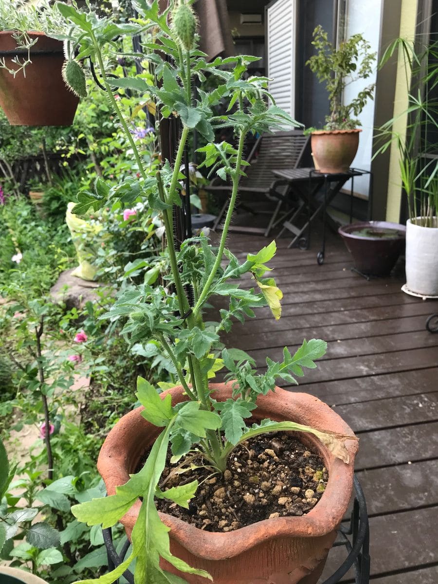 綺麗なポピーが咲きますように。 花軸がまた伸びて、枝分かれしました。