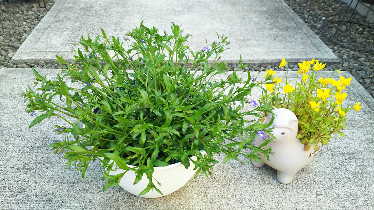 アズーロコンパクト<空のような海のようなブルーが楽しみ！> お花が咲き始めました