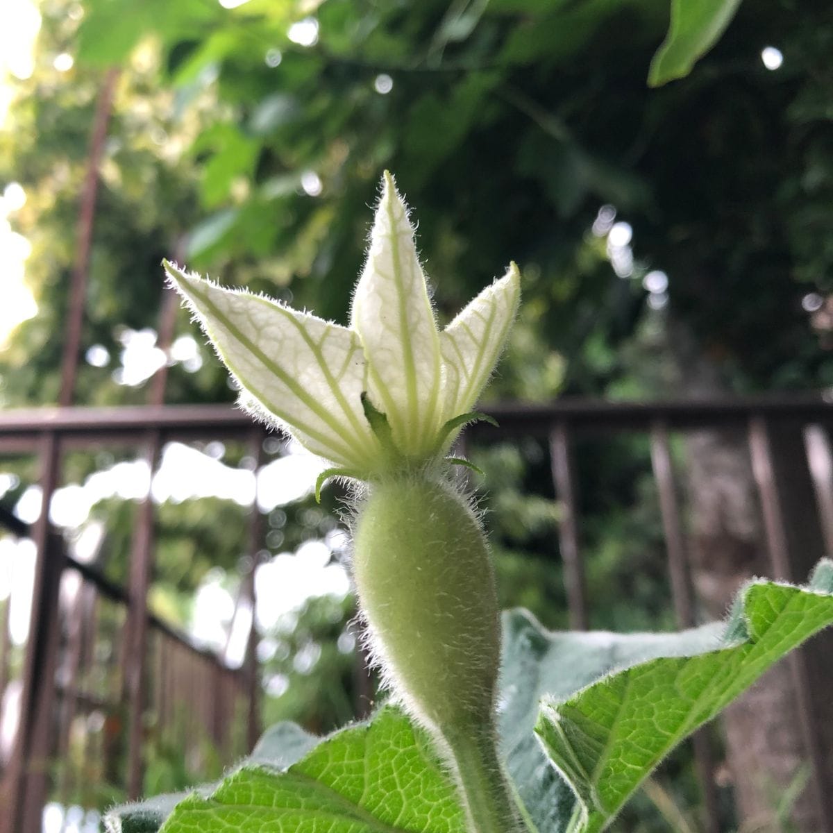 大きい花を咲かせよう大だるまひょうたんチャレンジ！！【催芽まき】 咲いた！