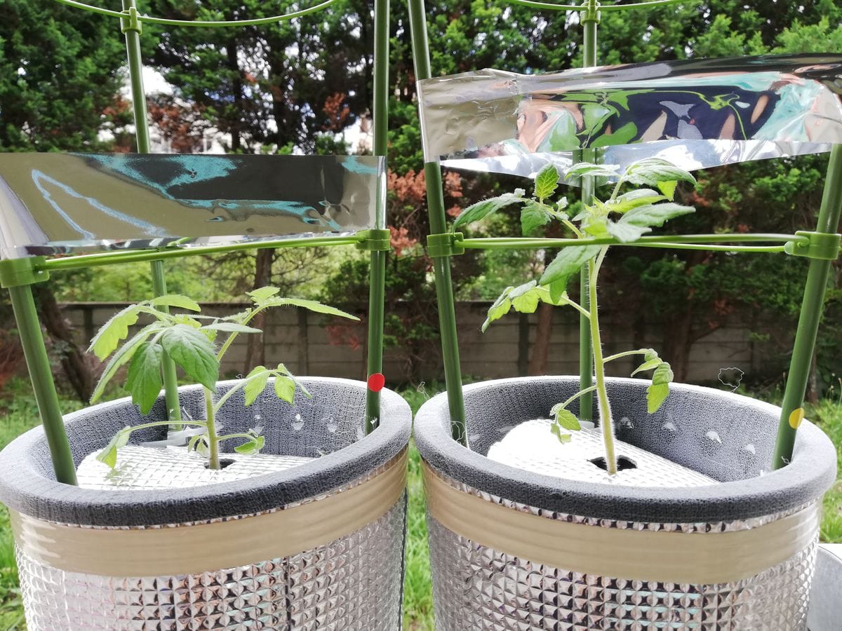 ミニトマト🍅種から水耕栽培 ミニトマト🍅の様子