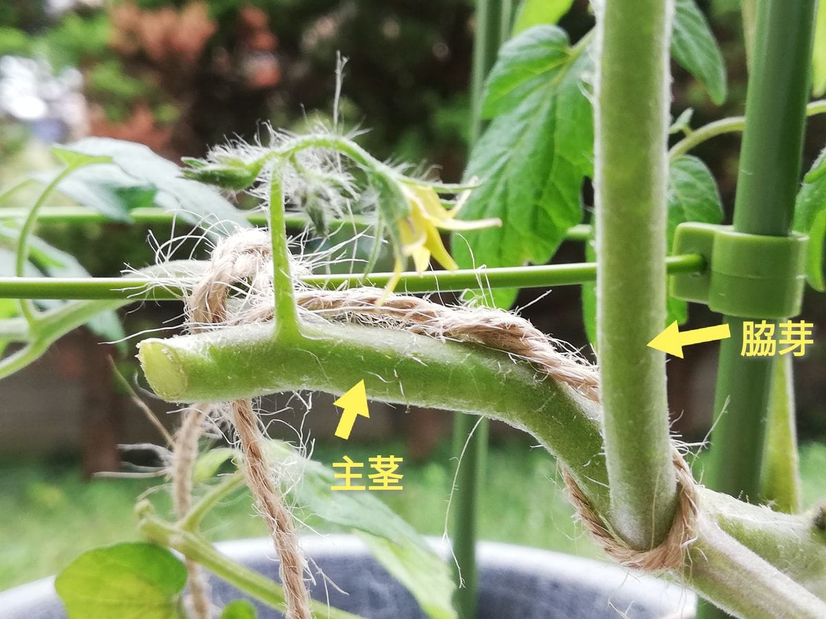 ミニトマト🍅種から水耕栽培 主茎を折る(ミニトマト🍅赤)