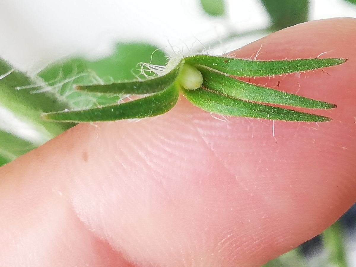 ミニトマト🍅種から水耕栽培 脇芽の着果(赤🍅)