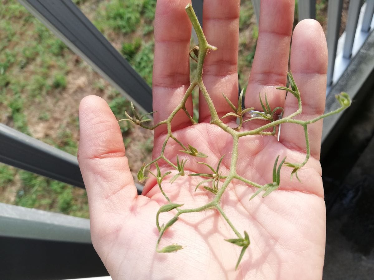 ミニトマト🍅種から水耕栽培 撤収(赤🍅)