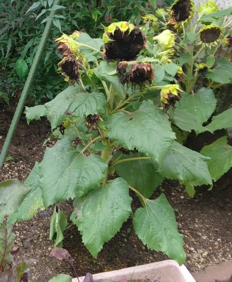 ゴッホのヒマワリ目指して頑張ってみる❗ 花チャレを終わって❗