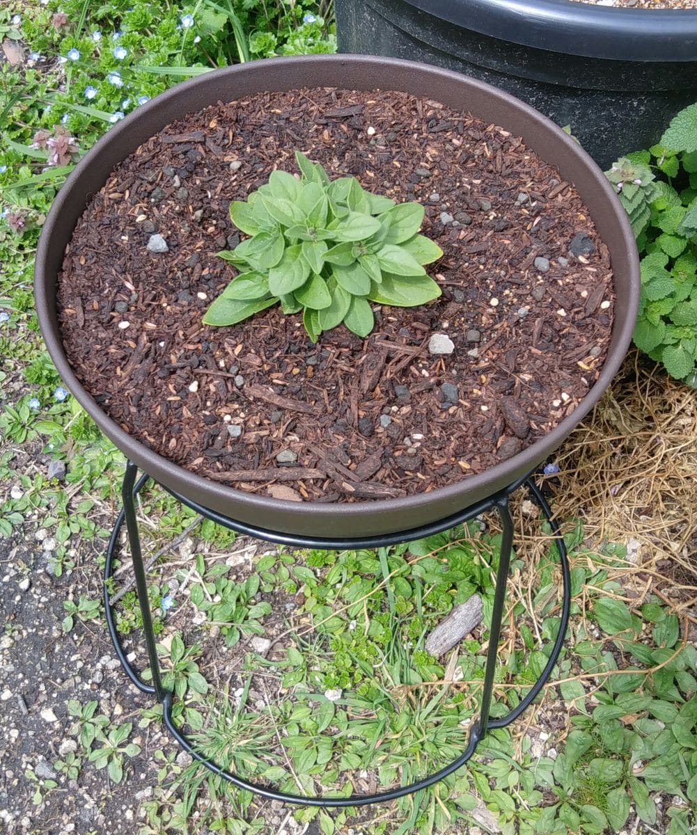 サフィニアを花イッバイに 苗の植え付け