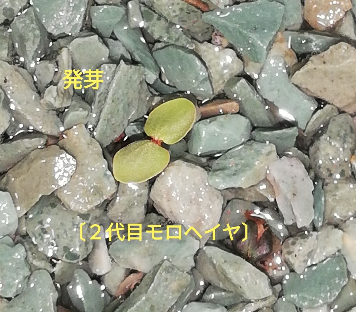 モロヘイヤ🌱種から水耕栽培 発芽