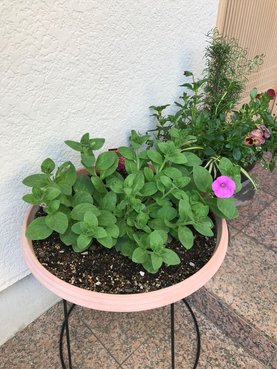 ４０センチ丸型プランターあふれる花を咲かせます 一番花が咲きました！（その１）