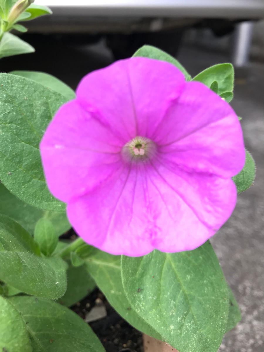 ４０センチ丸型プランターあふれる花を咲かせます 一番花が咲きました！（その２）