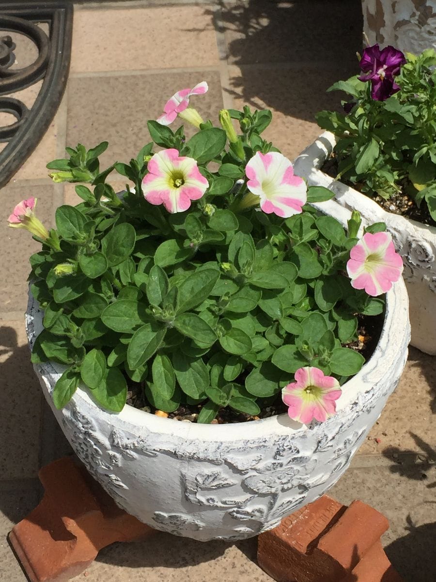 サフィニア アートのももいろハート💗を沢山さかせたい‼︎花チャレンジ(^o^) 花が次々開いています💗