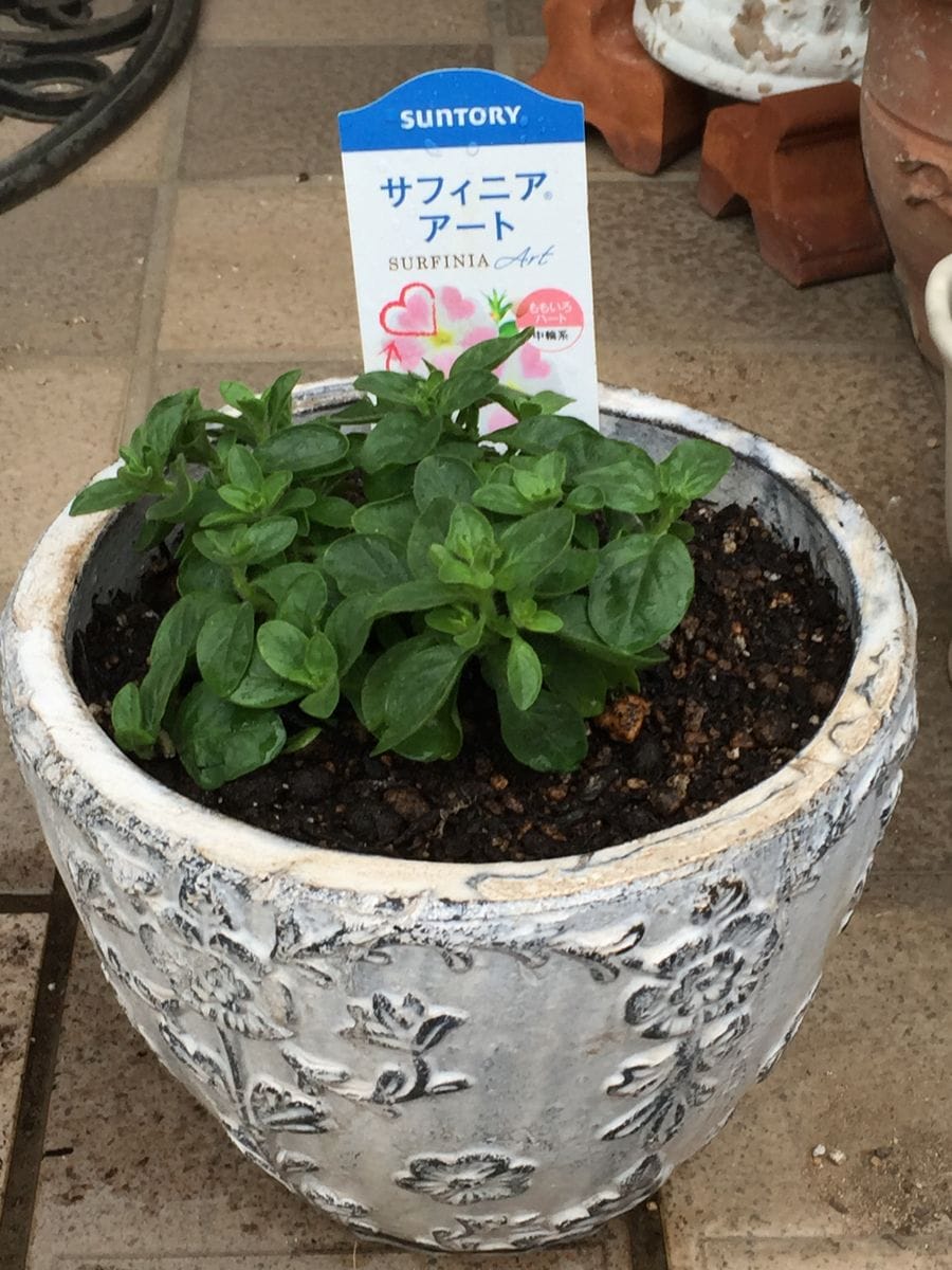 サフィニア アートのももいろハート💗を沢山さかせたい‼︎花チャレンジ(^o^) 鉢に植え込んでみました(^з^)-☆