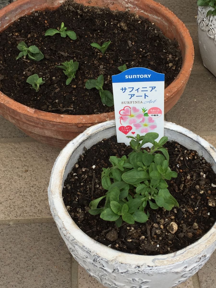 サフィニア アートのももいろハート💗を沢山さかせたい‼︎花チャレンジ(^o^) 少し摘芯しました(^o^)