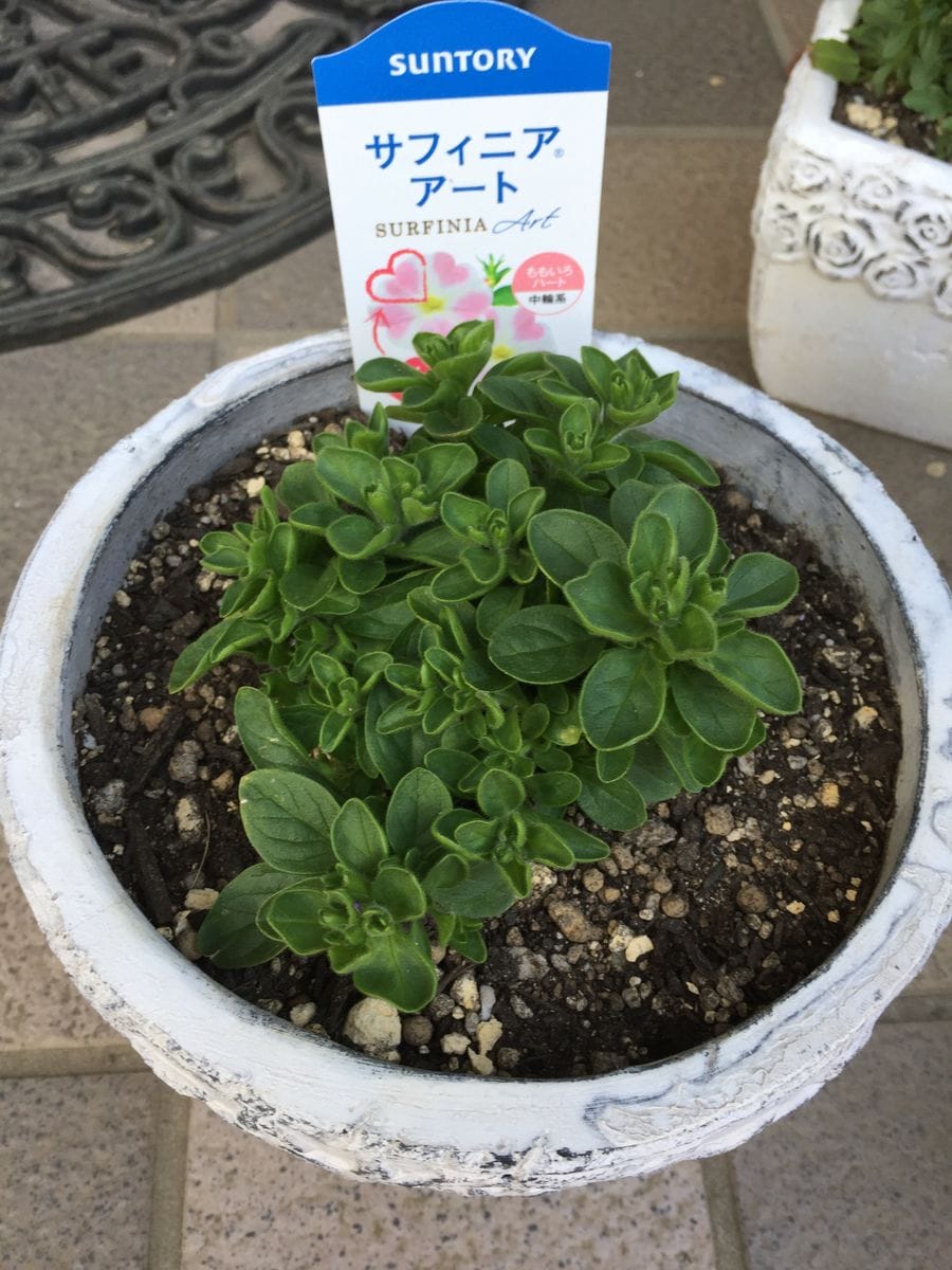 サフィニア アートのももいろハート💗を沢山さかせたい‼︎花チャレンジ(^o^) 伸びてきました(^o^)