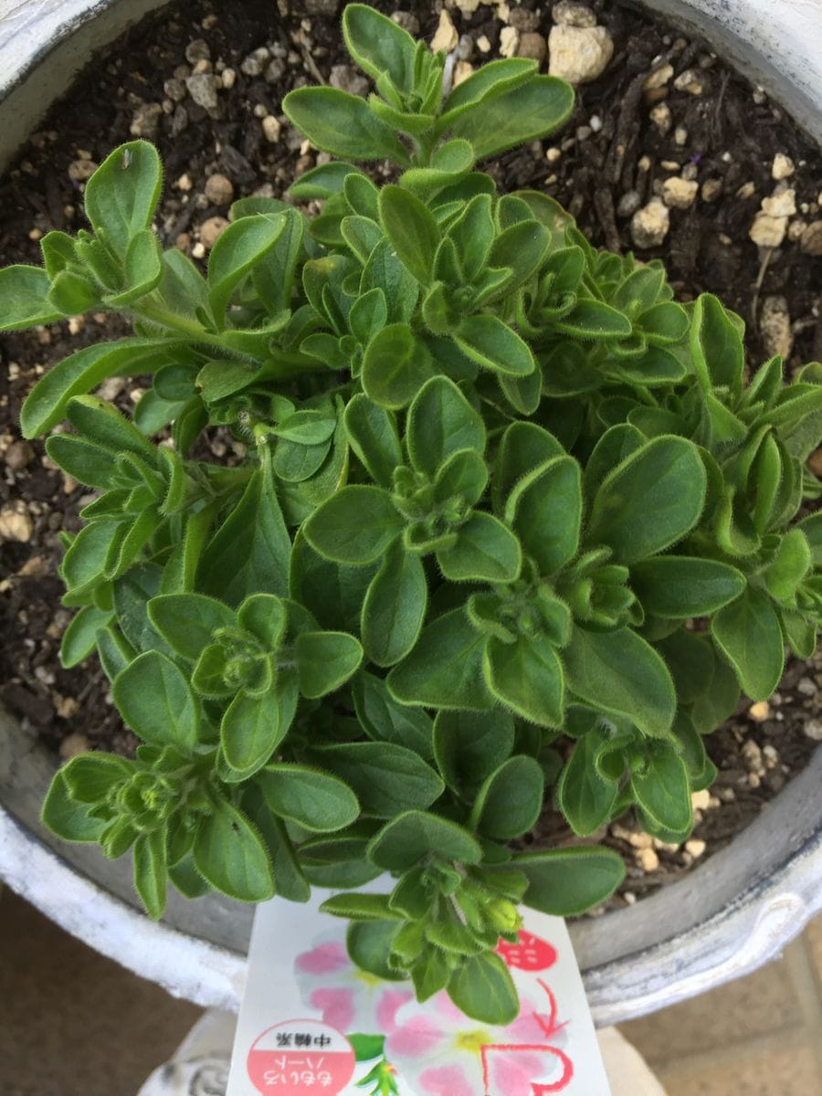 サフィニア アートのももいろハート💗を沢山さかせたい‼︎花チャレンジ(^o^) 花芽がでてしました(*´꒳`*)