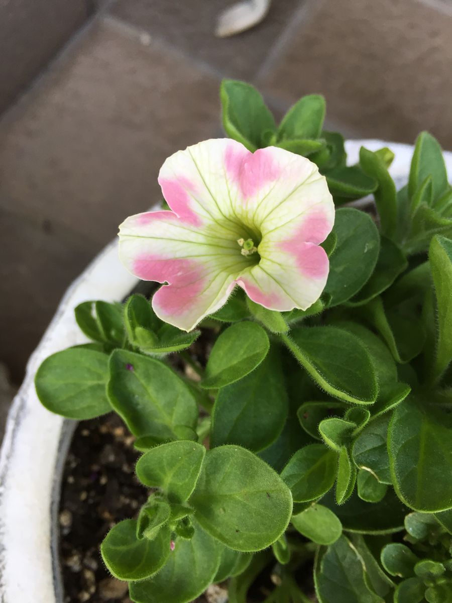 サフィニア アートのももいろハート💗を沢山さかせたい‼︎花チャレンジ(^o^) もうひと鉢の方ですが💗開きました💕