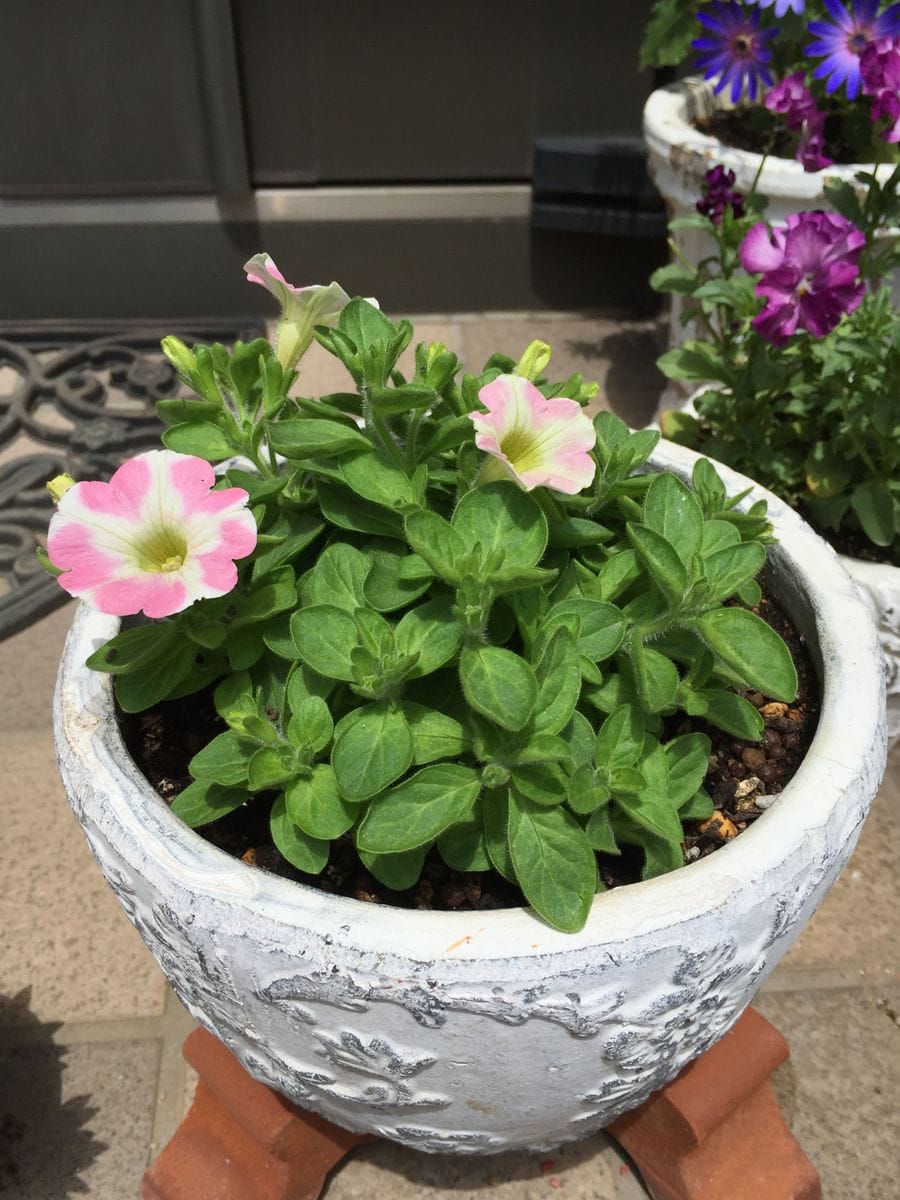 サフィニア アートのももいろハート💗を沢山さかせたい‼︎花チャレンジ(^o^) 💖が次々開いています(^o^)