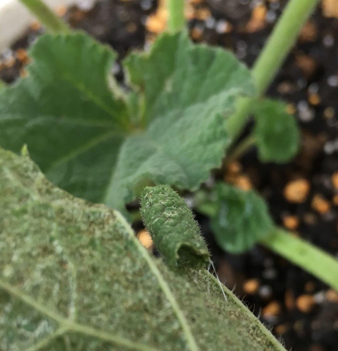 華やかに、繊細に、アルセア 虫害