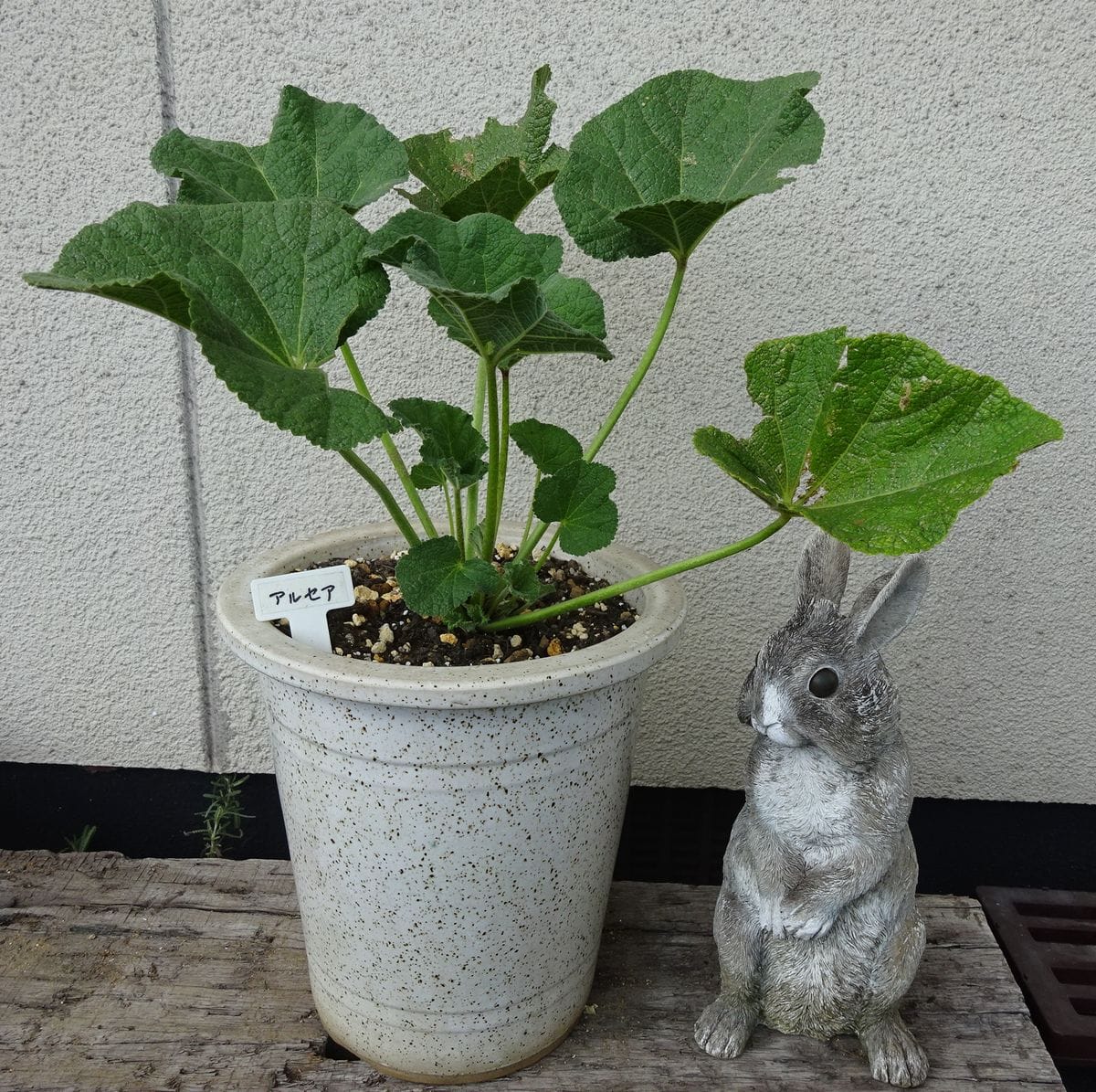 華やかに、繊細に、アルセア 成長