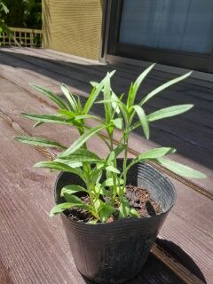 矢車草 ポットに植え付け