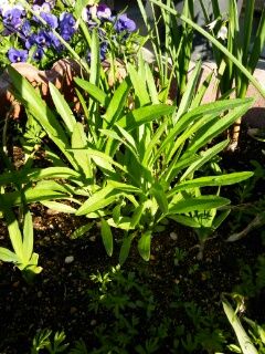 矢車草 地植え