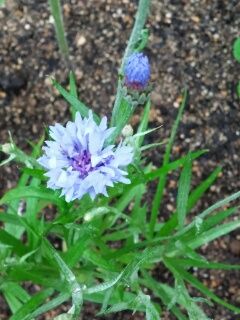 矢車草 地植えにしました