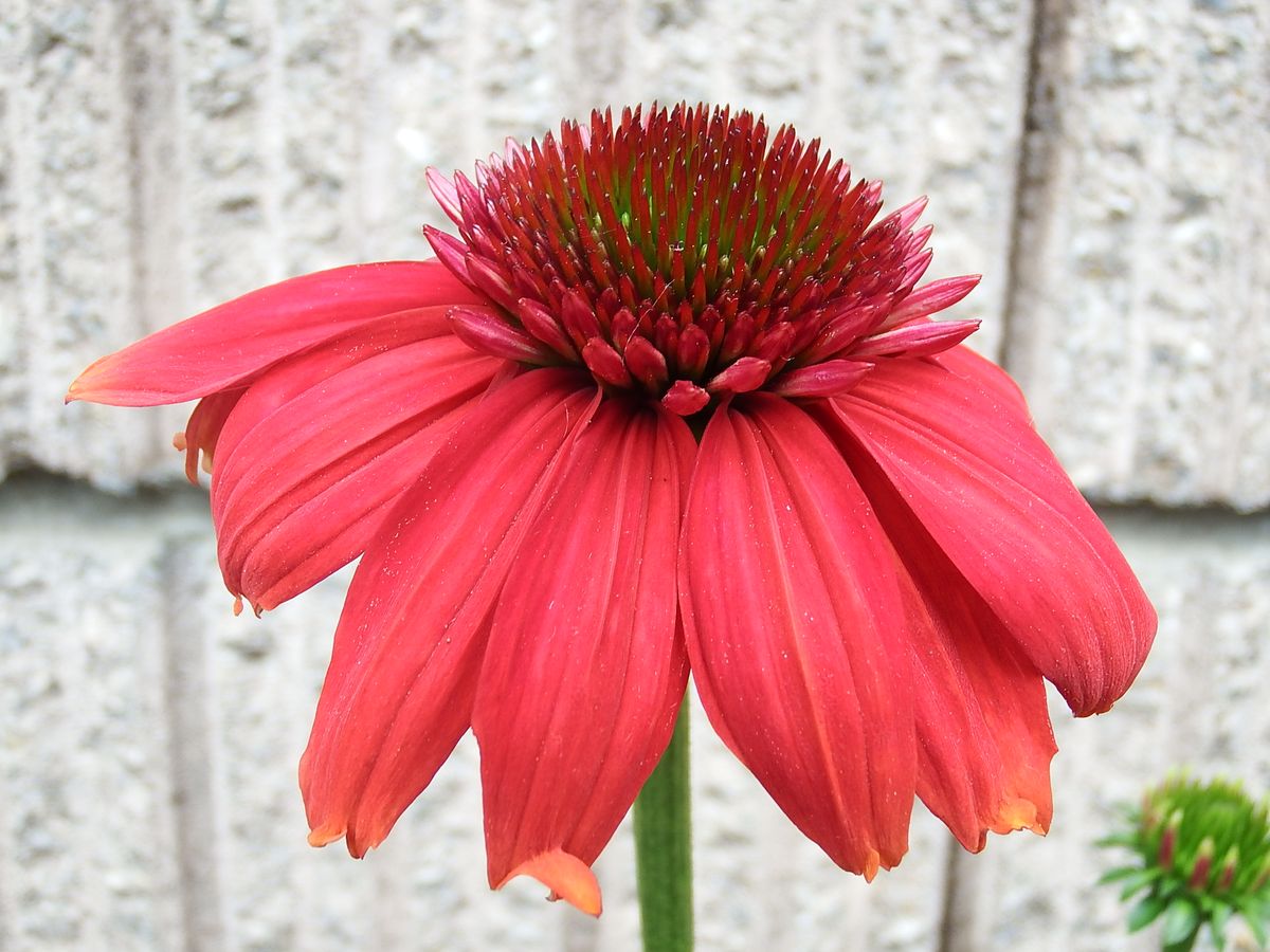 この夏にエキナセア・エキセントリックの真っ赤な花を咲かせたい ５月31日 花びらが変化してきた