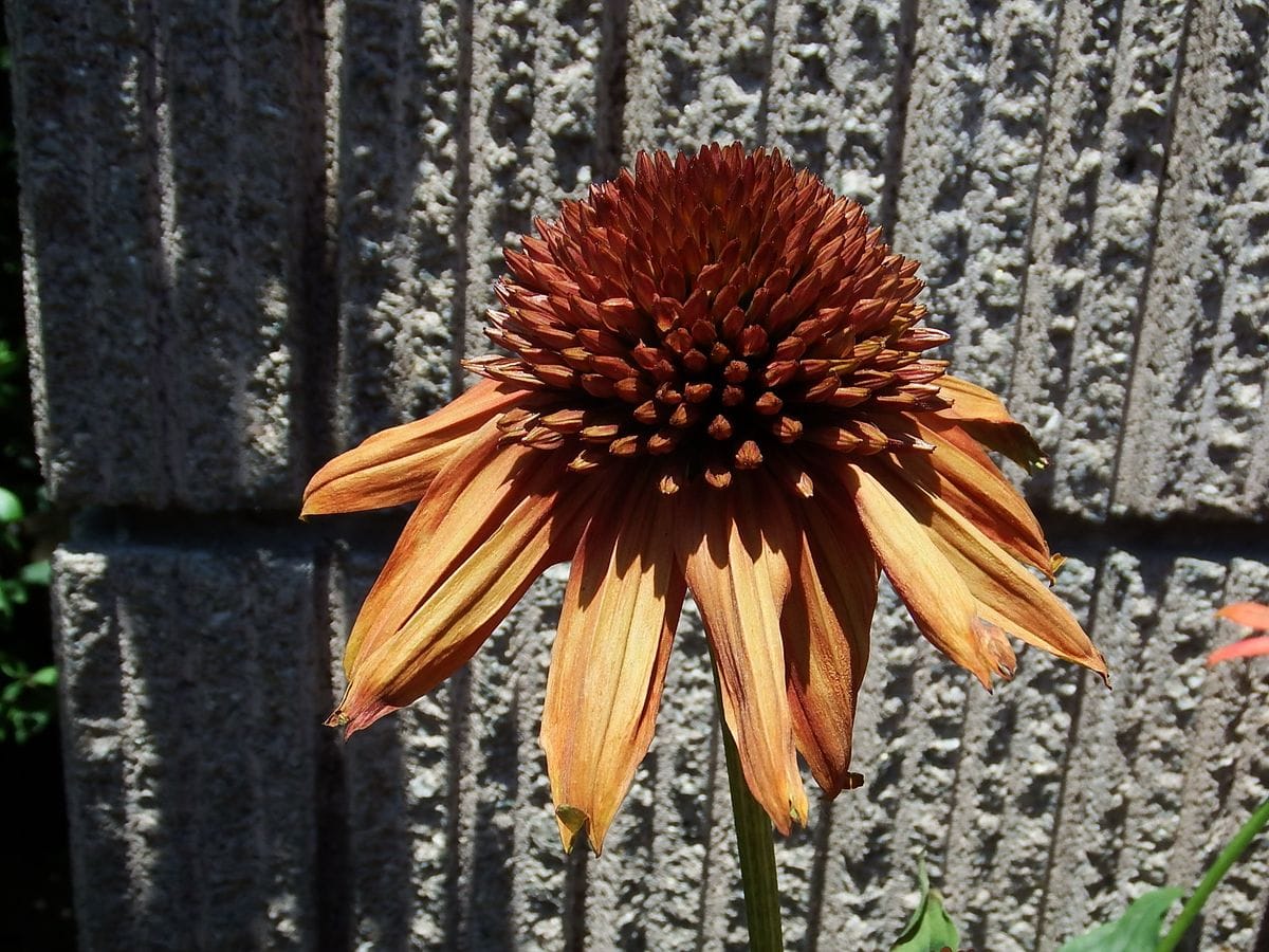 この夏にエキナセア・エキセントリックの真っ赤な花を咲かせたい 6月26日 最初に咲いた花は茶色になった