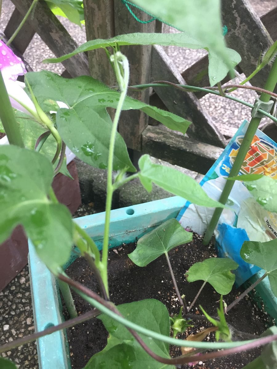 ［花チャレ］垣根朝顔でたくさんの花💐 下からツルが生えて来ました(6月23日)