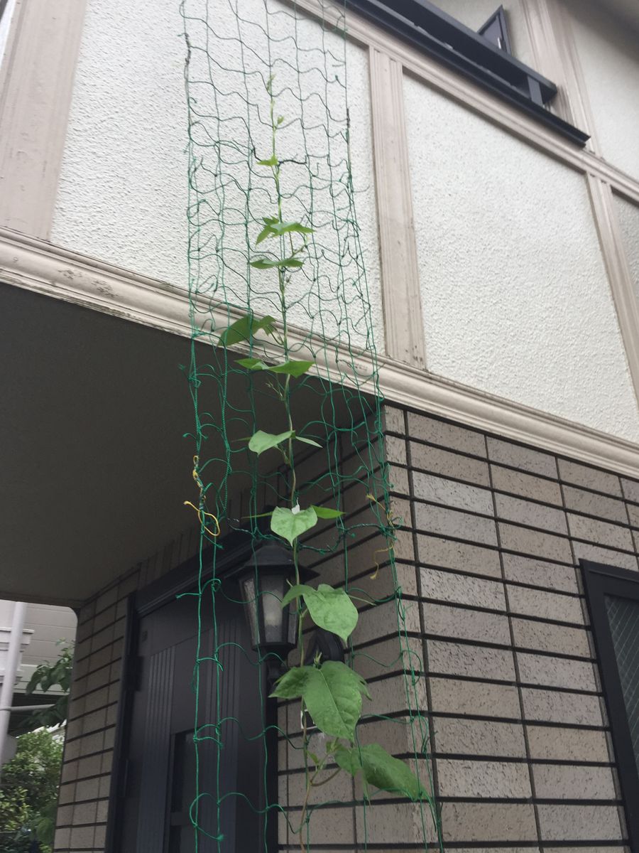 ［花チャレ］垣根朝顔でたくさんの花💐 移植しなかった苗ですが⑤(６月２９日）