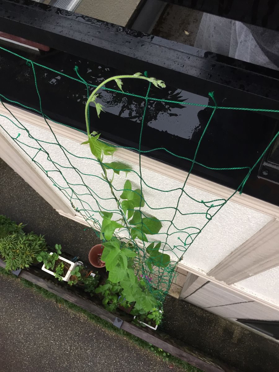 ［花チャレ］垣根朝顔でたくさんの花💐 移植しなかった苗ですが？⑦(７月4日）