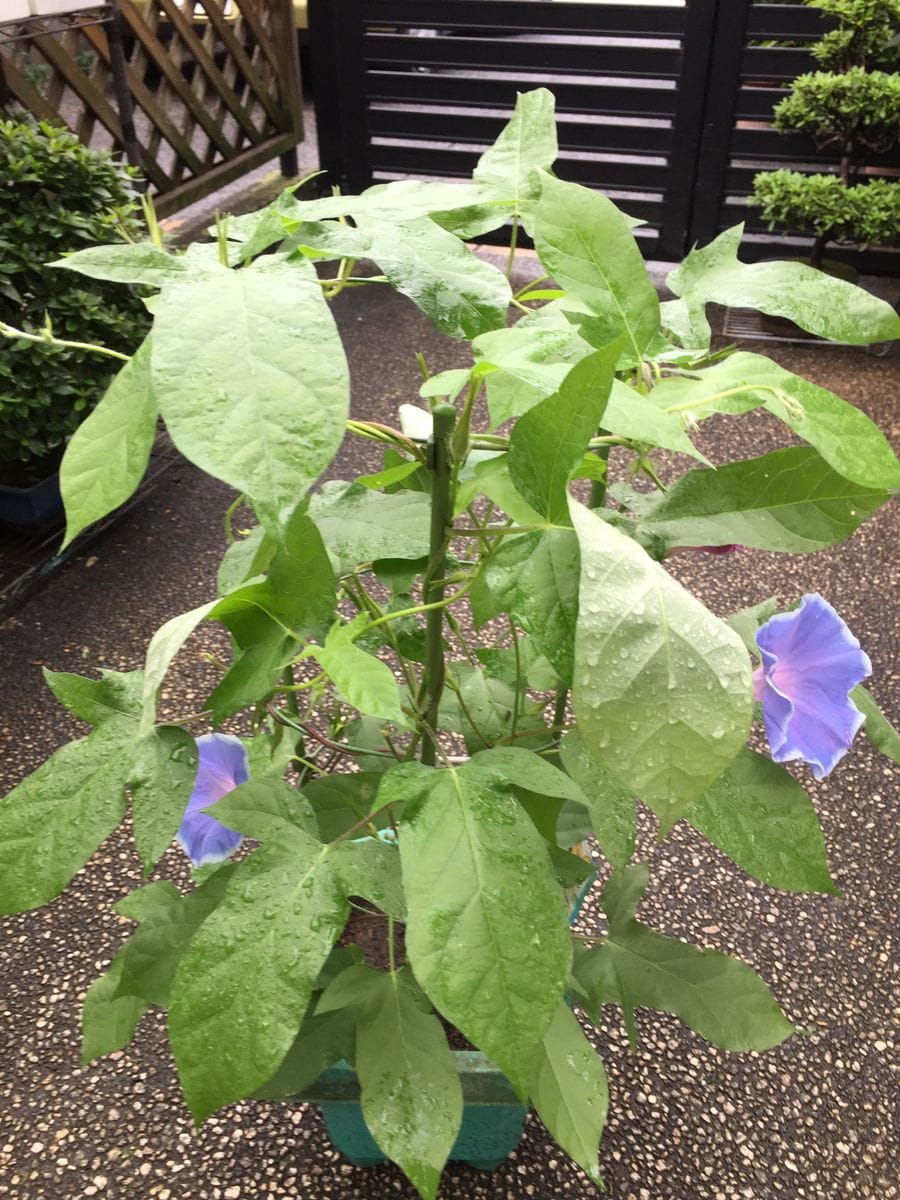 ［花チャレ］垣根朝顔でたくさんの花💐 ２輪の花が一緒に咲きました（7月6日）