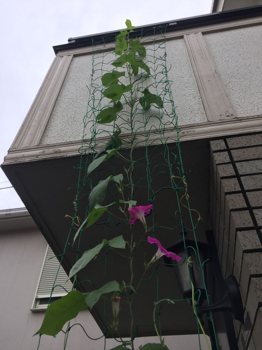 ［花チャレ］垣根朝顔でたくさんの花💐 移植しなかった苗ですが？⑧（７月6日）