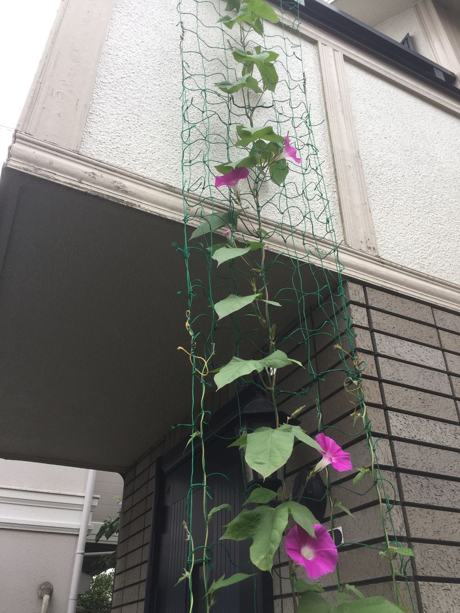 ［花チャレ］垣根朝顔でたくさんの花💐 移植しなかった苗ですが⑨（７月１０日）