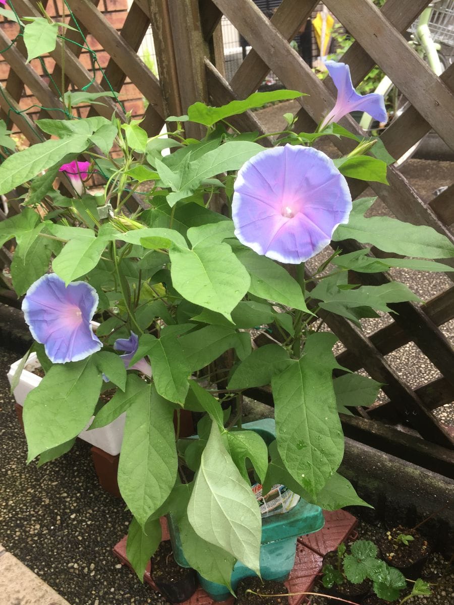 ［花チャレ］垣根朝顔でたくさんの花💐 2日連続で４輪咲きました（７月13日）