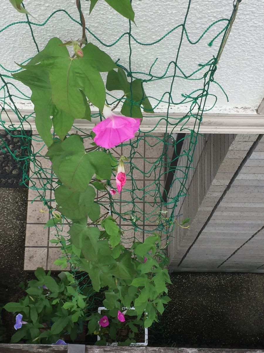 ［花チャレ］垣根朝顔でたくさんの花💐 移植しなかった苗ですが⑩（７月13日）