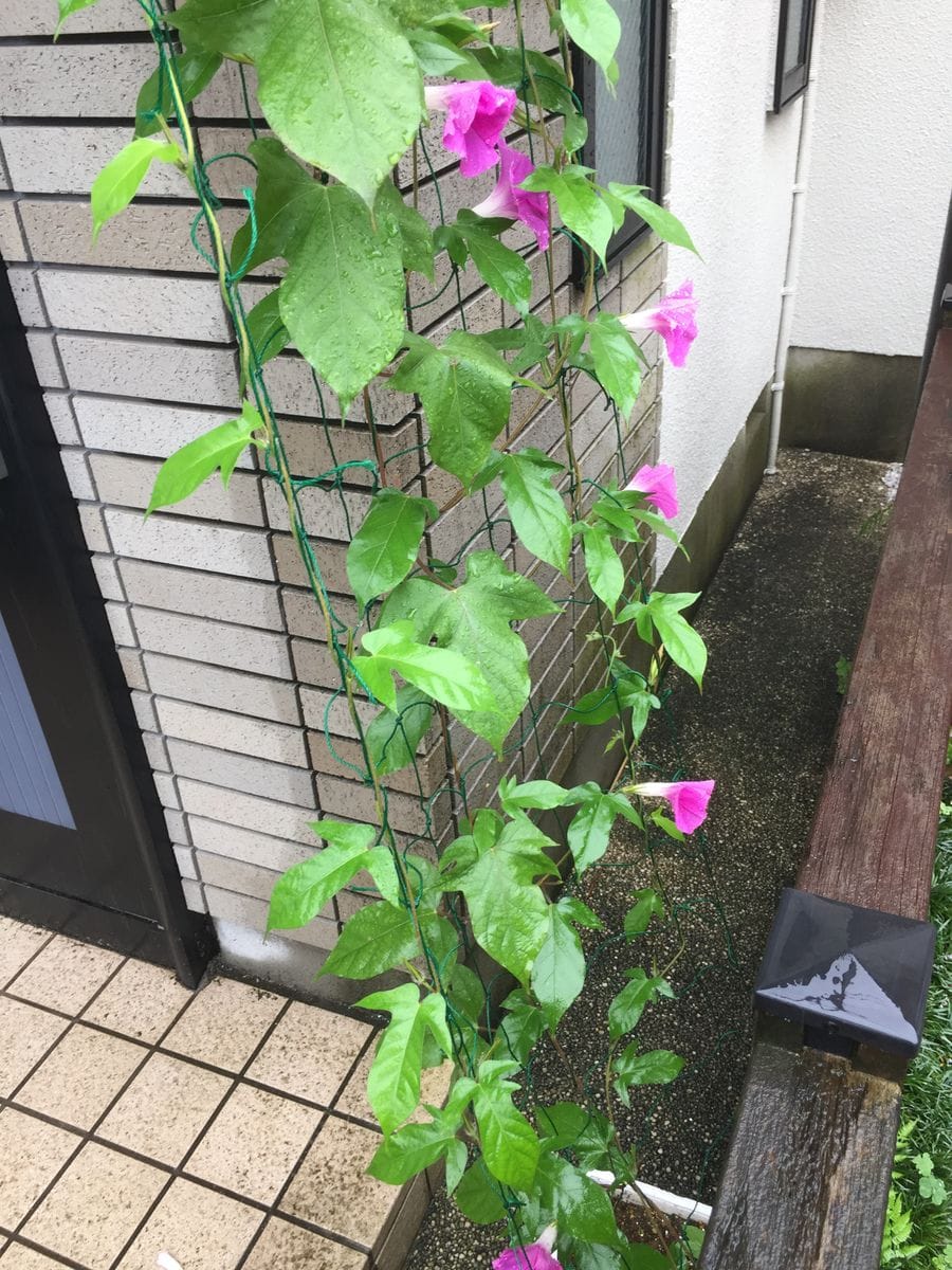 ［花チャレ］垣根朝顔でたくさんの花💐 11輪も花が咲きました(7月14日②)