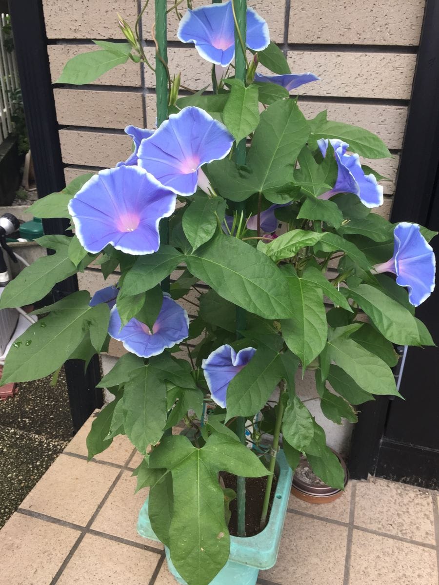 ［花チャレ］垣根朝顔でたくさんの花💐 たくさんの花が咲きました(7月27日)