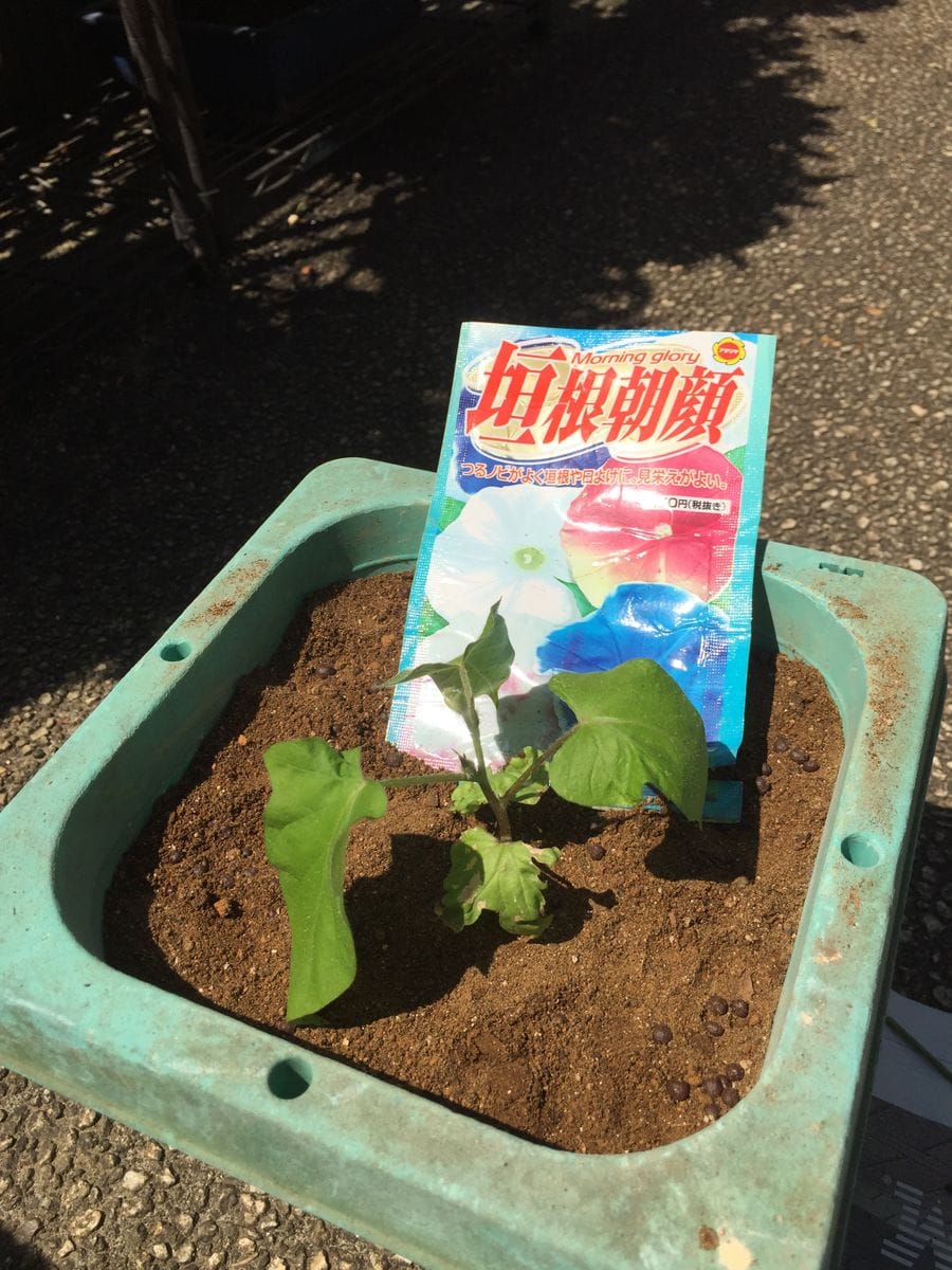 ［花チャレ］垣根朝顔でたくさんの花💐 植え替えをしました(５月２５日)