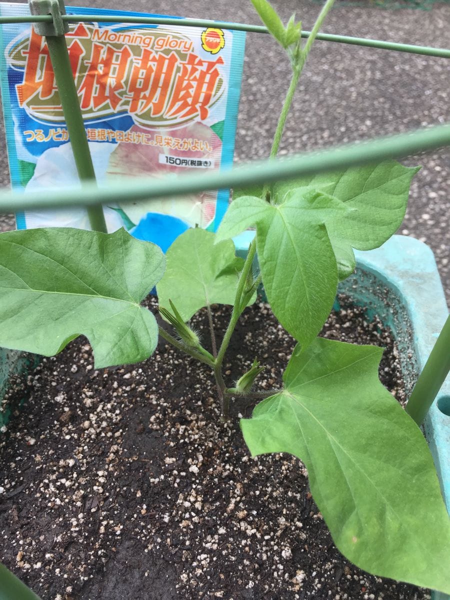 ［花チャレ］垣根朝顔でたくさんの花💐 移植は成功したようです（６月１日）