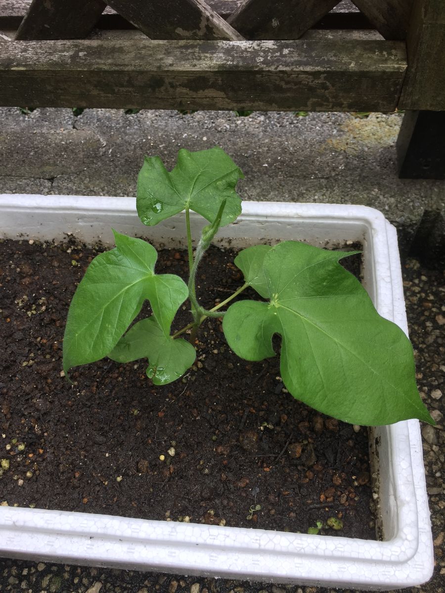 ［花チャレ］垣根朝顔でたくさんの花💐 移植しなかった苗ですが①（６月2日）